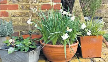  ??  ?? Careful clutter: Francine adds interest to her front door, top, with (clockwise from above right) pots of paperwhite­s, Astelia ‘silver spear’, helleborus lividus, sedums, euphorbia, heuchera and rosemary