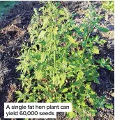  ??  ?? A single fat hen plant can yield 60,000 seeds