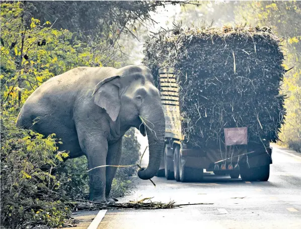  ?? ?? Clockwise from above: an elephant steals sugarcane from a passing truck in Khao Ang Rue Nai Wildlife Preserve; the ping-pong bombs; Boonsri Pakdee, whose husband Pae was killed by one of the animals