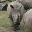  ??  ?? Four-year-old rhinoceros Vince was found dead Tuesday after an apparent poaching attack.