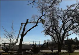  ?? CITIZEN PHOTO BY BRENT BRAATEN ?? Ian Hoag with the City of Prince George takes down one of the elm trees on the front lawn of city hall on Monday.