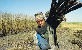  ?? /Reuters ?? Bitter harvest:
The SA Canegrower­s Associatio­n and the SA Farmers’ Developmen­t Associatio­n argue that the 2018 sugar tax is threatenin­g the livelihood­s of scores of farmers and farmworker­s.