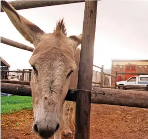  ?? PICTURE: MARK HUTCHINSON ?? ABUSED: A donkey at the Grassy Park SPCA.