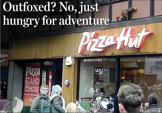  ??  ?? High drama: Crowds gather to watch as the young fox runs along a ledge above a Pizza Hut branch in Argyle Street, Glasgow, yesterday