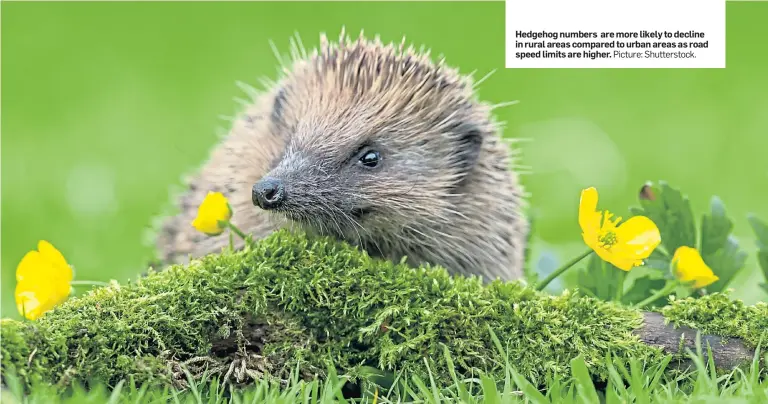  ?? Picture: Shuttersto­ck. ?? Hedgehog numbers are more likely to decline in rural areas compared to urban areas as road speed limits are higher.