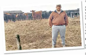  ??  ?? Gorditos. Marcos Blúa dentro de un corral de encierre con terneros en engorde.