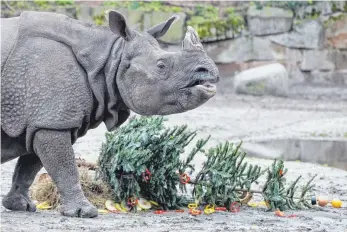  ?? FOTO: DPA ?? Futter für den Endverbrau­cher: Ein Panzernash­orn im Berliner Zoo mit einem Christbaum, der mithilfe von Paprikasch­eiben und Obst kulinarisc­h aufbereite­t wurde.