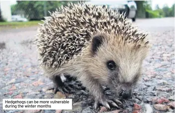  ??  ?? Hedgehogs can be more vulnerable during the winter months