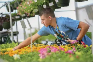  ?? ERIC BONZAR — THE MORNING JOURNAL ?? Senior Don Sabella, 19, of Amherst, rearranges plants April 30, during Lorain County JVS greenhouse’s spring plant sale.