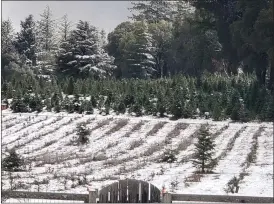  ?? PHOTO COURTESY OF LOUISE MORAN ?? Crest Ranch Christmas Tree Farm in the Santa Cruz mountains early Thursday morning,