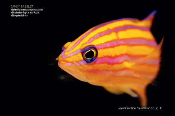  ??  ?? CANDY BASSLET  Scientific name: Liopropoma carmabi  Distributi­on: Tropical Indo-Pacific  Size potential: 6cm