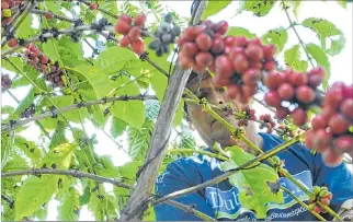  ?? GUILLERMO LIZARZABUR­O / EXPRESO ?? Agricultur­a. Las investigac­iones en café robusta de la empresa privada no tuvieron apoyo estatal.