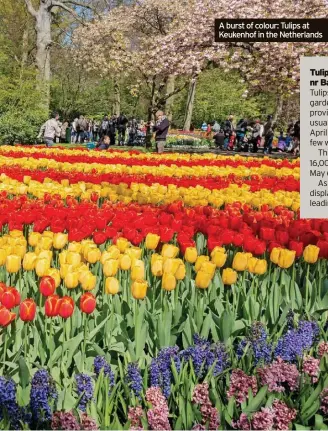  ?? ?? A burst of colour: Tulips at
Keukenhof in the Netherland­s