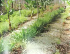 ??  ?? Vetiver planted in a badly degraded soil to prevent further erosion and soil degradatio­n.