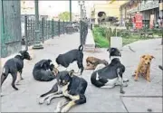  ?? HT FILE PHOTO ?? As per the order, stray animals are to pushed out of city limits within three months.