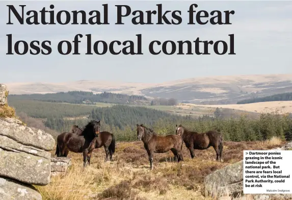  ?? Malcolm Snelgrove ?? > Dartmoor ponies grazing in the iconic landscape of the national park. But there are fears local control, via the National Park Authority, could be at risk