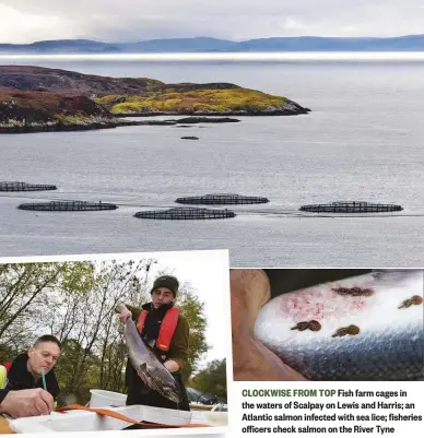  ??  ?? CLOCKWISE FROM TOP Fish farm cages in the waters of Scalpay on Lewis and Harris; an Atlantic salmon infected with sea lice; fisheries officers check salmon on the River Tyne