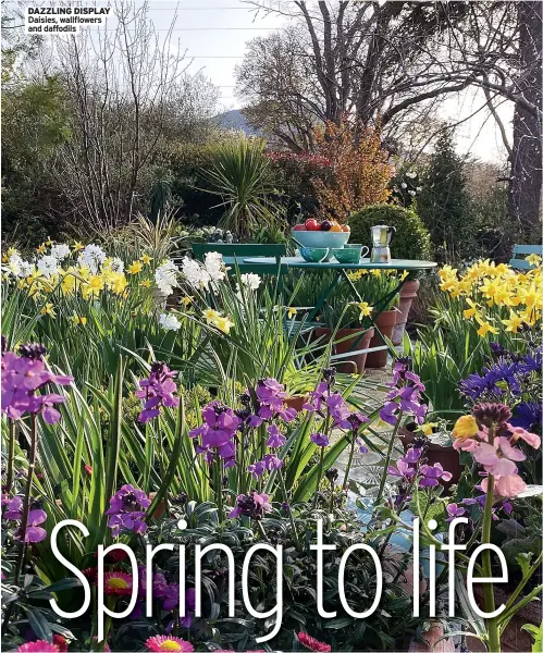  ??  ?? DAZZLING DISPLAY Daisies, wallflower­s and daffodils