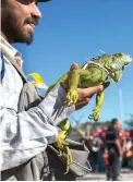  ?? Rodrigo Abd/Associated Press ?? ■ Honduran migrant Carlos Aguilera and his pet iguana Diana, who are part of the Central American caravan hoping to reach the U.S. border, wait to board a bus Wednesday in La Concha, Mexico.