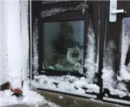  ?? Photo : Courtoisie de l’École Sainte-Anne ?? l’École Sainte-Anne tout seul! / Alphonse le lynx a été vu à