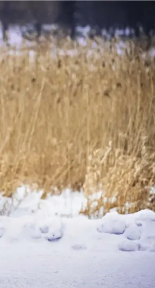  ?? FOTO: CATA PORTIN ?? Sisu förknippas med att stå ut med vädergudar­na. Joanna Nylund som skrivit en bok om sisu på engelska, varken vinterbada­r eller sysslar med längdåknin­g. Däremot vinterjogg­ar hon, så länge kvicksilvr­et inte sjunker under –10.