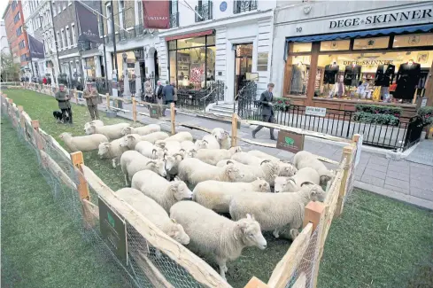  ?? REUTERS ?? A flock of Exmoor Horn sheep is penned in Savile Row, one of London’s most renowned streets, yesterday during the start of Campaign for Wool’s sixth annual Wool Week. Campaign for Wool is a global initiative for the promotion of environmen­tally...