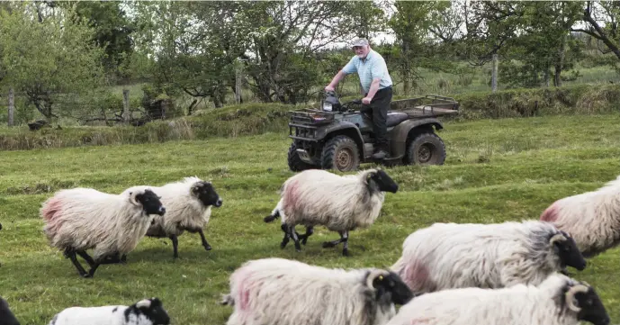  ??  ?? Eddie Davitt, IFA Rural Developmen­t Chairman rounding up the sheep at his farm in Cloonacool, South Sligo last week.