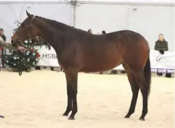  ??  ?? Robert Scrine’s sport horse champion, Ma Larkin, is reserve supreme