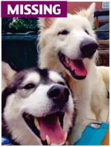  ??  ?? Tragic: Zala and Zeus, above, have been gone for months. Tilly, below, was discovered dead in a canal MISSING