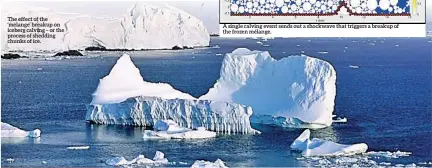  ??  ?? The effect of the ‘melange’ breakup on iceberg calving – or the process of shedding chunks of ice. A single calving event sends out a shockwave that triggers a breakup of the frozen mélange.