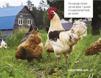  ??  ?? The average chicken can eat about 7 pounds of supplement­al foods per month.