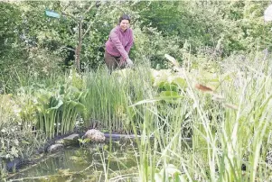  ?? FOTOS (2): HOLGER LODAHL ?? Gärtnerin Melissa Teichmann kümmert sich um den Teich im Biogarten.