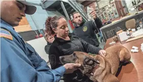  ?? ANNE-MARIE CARUSO/NORTHJERSE­Y.COM ?? A New Jersey training course teaches humans how to care for K9 partners injured in the line of duty; above, a group learns how to give IV fluids to a dog through the scruff on the back. Some issues need to be seen quickly by a vet, including eye injuries, urinary tract infections, lameness and pale gums. Early treatment can make all the difference in the outcome for your pet.