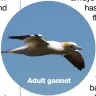  ??  ?? Adult gannet