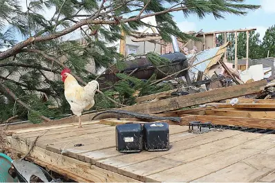  ?? (Staff photo by Stevon Gamble) ?? A chicken walks through the rubble of a storm-damaged home Nov. 5 on Farm to Market Road 561 in Simms, Texas. The home was one of many on the road damaged Nov. 4 when an EF3 tornado, packing winds up to 140 mph, plowed through western Bowie County. The U.S. Small Business Administra­tion is accepting applicatio­ns for low-interest federal loans to help storm-affected residents and businesses to rebuild.