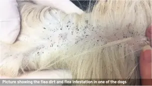  ??  ?? Picture showing the flea dirt and flea infestatio­n in one of the dogs