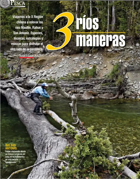  ??  ?? RIO SAN ANTONIO. Felipe casteando desde un tronco. La pesca en este río se transforma en una cacería apasionant­e.