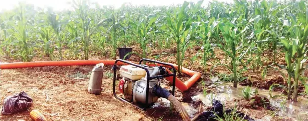  ??  ?? Maize irrigation farm in Miga LGA