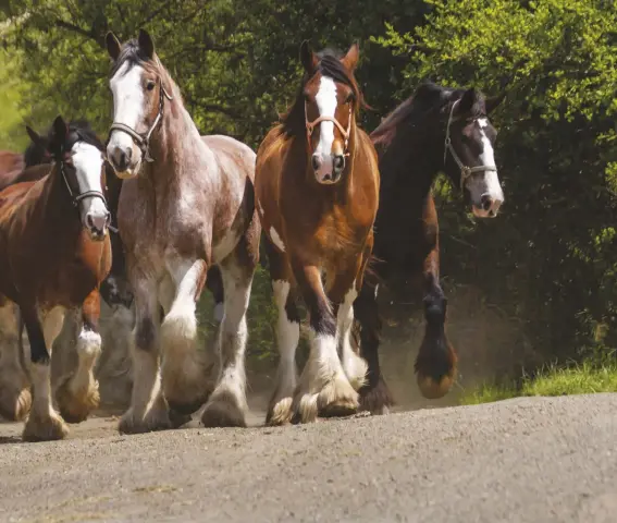  ??  ?? ABOVE: Sixteen of the ranch’s 60 horses are a part of the trail string.