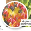  ??  ?? Virginia creeper also performed well in tests