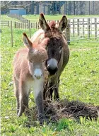  ??  ?? Cherrybank Pippi Longstocki­ng and her new foal.