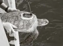  ?? Melissa Phillip / Staff photograph­er ?? Rob Perkins, a research assistant at Texas A&M Galveston’s Gulf Center for Sea Turtle Research, releases a turtle into the water.