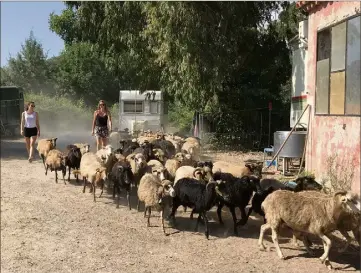  ?? (Photos Gaëlle Arama) ?? Adeline Akermann et son troupeau de  brebis qui rentre dans la bergerie pour la traite du matin.