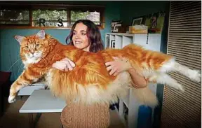  ??  ?? Omar, 1,20 m et 14 kg, candidat au titre de plus grand chat du monde.