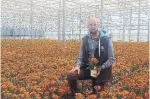  ?? JAN VANZANTEN THE CANADIAN PRESS ?? Jan VanZanten surveys the sea of sun star flowers that perk up from plastic pots, ready for shipping but without a buyer.