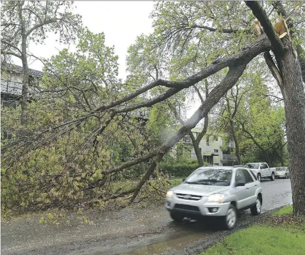  ?? PHOTOS: ED KAISER ?? This tree along 83 Avenue near 108 Street broke during the storm as Edmontonia­ns suffered through rain and high winds Wednesday.