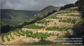  ?? ?? Sur leurs terrasses, Julien Zernott et Delphine Rousseau replantent des vignes en massales.