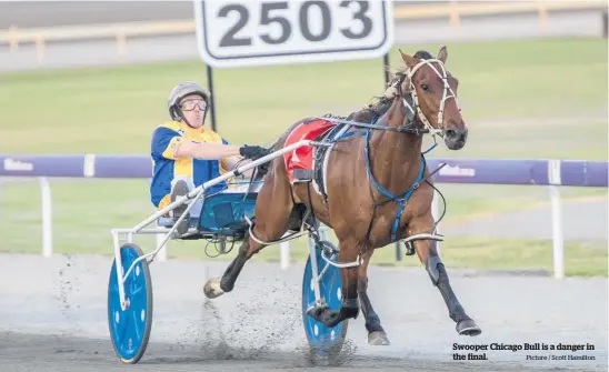  ?? Picture / Scott Hamilton ?? Swooper Chicago Bull is a danger in the final.