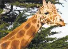  ?? San Francisco Zoo ?? Floyd, a 16foottall reticulate­d giraffe, weighed more than a ton. He educated the public and was studied by researcher­s.