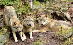  ?? Fotos: Christina Heller ?? In Furth im Wald kann man den riesigen Schreitdra­chen Fanni treffen, im Nationalpa­rkzentrum Falkenstei­n lebt unter anderem ein Rudel Wölfe.